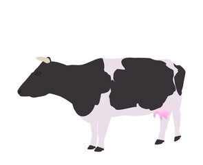 White with black spots horned cow isolated on white background, vector eps 10