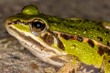 Bright green juvenile European Green macro shot on mossy tiles