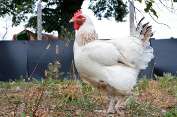Beautiful white hen, in a hen house or chicken coop