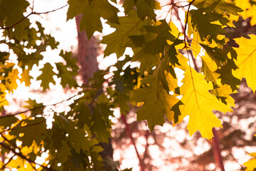 Blurred background of leaves with sunlight in autumn. Fall season in the forest. Selective focus.