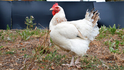 Beautiful white hen, in a hen house or chicken coop