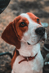 beagle dog portrait