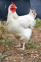 Beautiful white hen, in a hen house or chicken coop