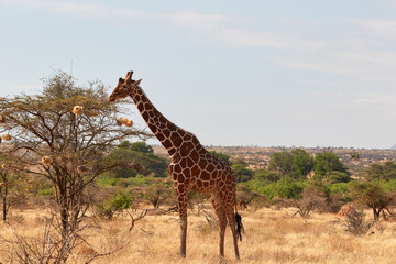 The Somalian giraffe lives in North Kenya