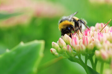 Bright macro shoot of the bumblebee sitting on the colourful flower. High quality photo