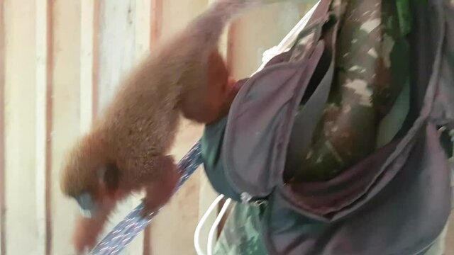 Monkey in the amazon forest in Brazil.