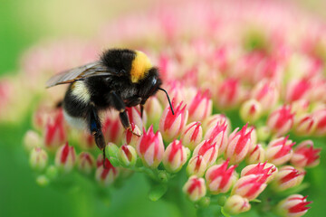 Bright macro shoot of the bumblebee sitting on the colourful flower. High quality photo