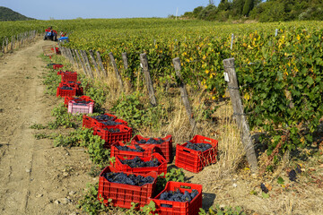 Casse della vendemmia in un vigneto