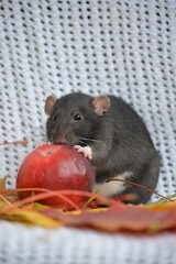 Black autumn rat
