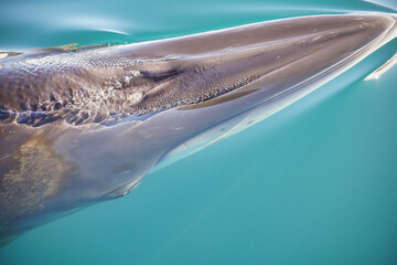 Finnwal unter der Wasseroberfläche in der Antarktis