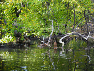 wild duck and duckling sit on a flooded branch in a pond