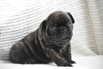 french bulldog puppy