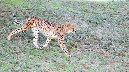 草むらの坂道を走るチーター