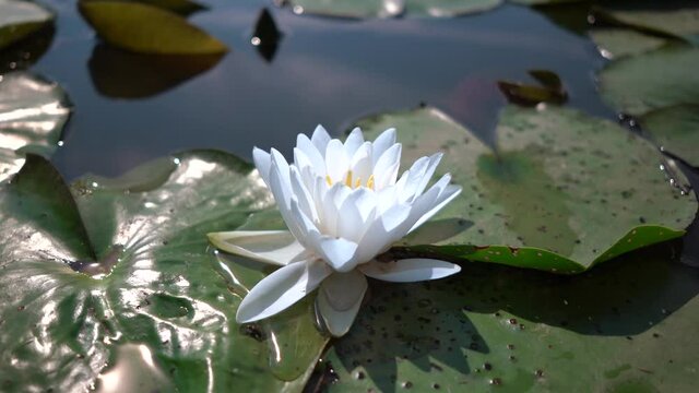 Steadicam boom down and camera pitches up on a water lily in a pond.