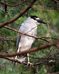 Black Crowned Night Heron Stock Photos. Portrait. Picture. Image. Perched with blur background.