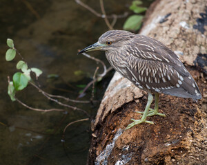 Black crowned Night-heron photo stock. Black-Crowned Night-Heron juvenile bird standing on a stump by the water in its habitat and environment. Image. Picture. Portrait.