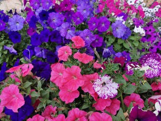 Full-screen shot of multicolored flowers petunia beautiful background