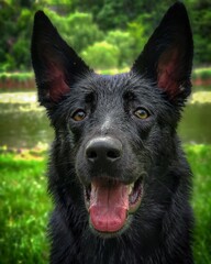 german shepherd dog