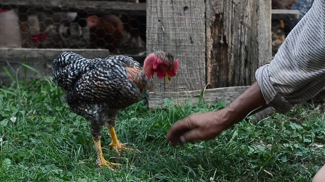 Aggressive rooster only in morning poking hand of a man. Graded footage.