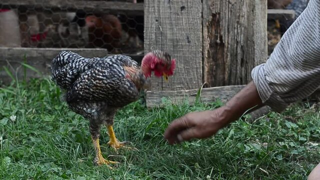 Aggressive rooster only in morning poking hand of a man. Ungraded footage.