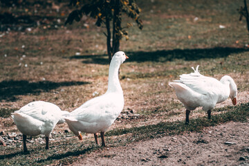 Beautiful white geese with an orange beak nibble the grass. A small herd of white country geese graze in a green meadow. Village life and its feathered inhabitants.