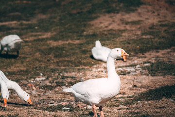 Beautiful white geese with an orange beak nibble the grass. A small herd of white country geese graze in a green meadow. Village life and its feathered inhabitants.
