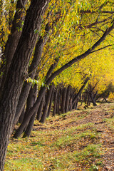 Autumn forest nature. Vivid morning in colorful forest with sun rays through branches of trees.