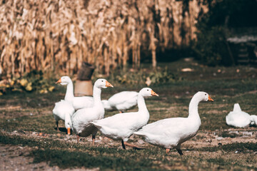 Beautiful white geese with an orange beak nibble the grass. A small herd of white country geese graze in a green meadow. Village life and its feathered inhabitants.