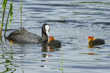 Coot with chicks while feeding