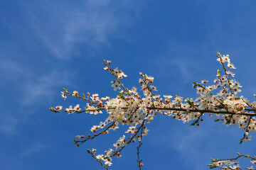 White flowers blossoming on the branch of wild tree