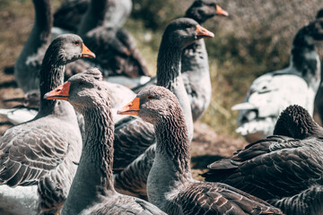 Obraz premium A flock of geese looks at the camera and poses. A family of beautiful grey Perigord geese with an orange beak. Portrait of a goose, charming village birds with feathers and beak.