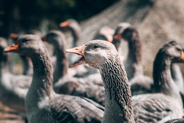 A flock of geese looks at the camera and poses. A family of beautiful grey Perigord geese with an orange beak. Portrait of a goose, charming village birds with feathers and beak.