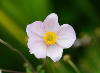 Close up of a Chinese Anemone 'Robustissima' flower