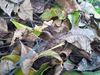 close up of a leaf