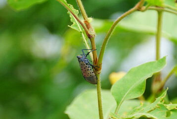 A spotted lanternfly on a plant
