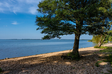 A tree close to a beautiful lake. Blue sky and water in the background. Picture from Ringsjon in the Malmo area in southern Sweden