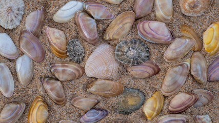 A collections of Seashells on a sandy beach
