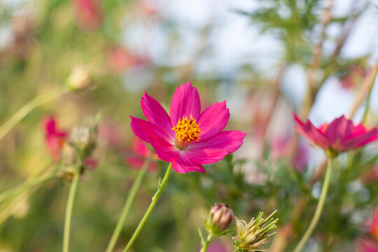 Beautiful pink cosmos flower blossom in garden on blur nature background.