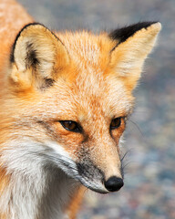 Red Fox stock photos. Red Fox head close-up profile view with a blur background enjoying its environment and habitat. Portrait. Image. Picture.