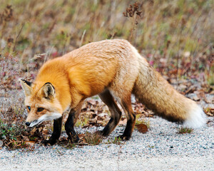 Red Fox stock photos. Red Fox close-up profile view foraging in the field with moss, foliage  and brown leaves enjoying its environment and surrounding. Portrait. Image. Picture.