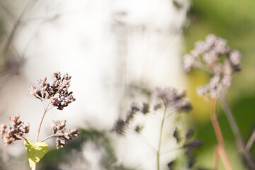 herbal plant in autumn sun
