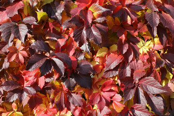 Beautiful virginia creeper (Parthenocissus quinquefolia) foliage in autumn. Blur background