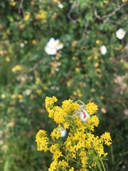 flowers in the garden