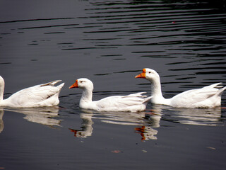 Obraz premium White swans on the lake at Victoria Memorial Kolkata.