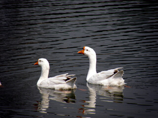 Obraz premium White swans on the lake at Victoria Memorial Kolkata.