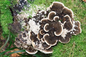 Trametes versicolor, turkey tail mushroom on tree stump