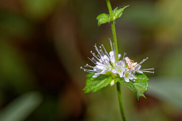Delicate mint flower blooming