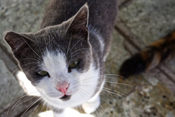 Young stray cat male in white and grey colors