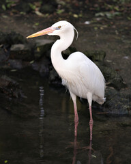 White Heron photo stock. White Heron standing in the water, displaying beautiful white feathers, beak, eye, legs with a blur background in its environment and habitat. Image. Portrait. Picture.