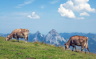 Swiss cows in an alpine meadow near Stoos, high above Lake Lucerne